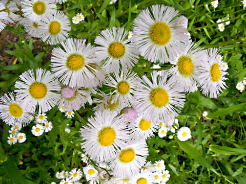 flower head